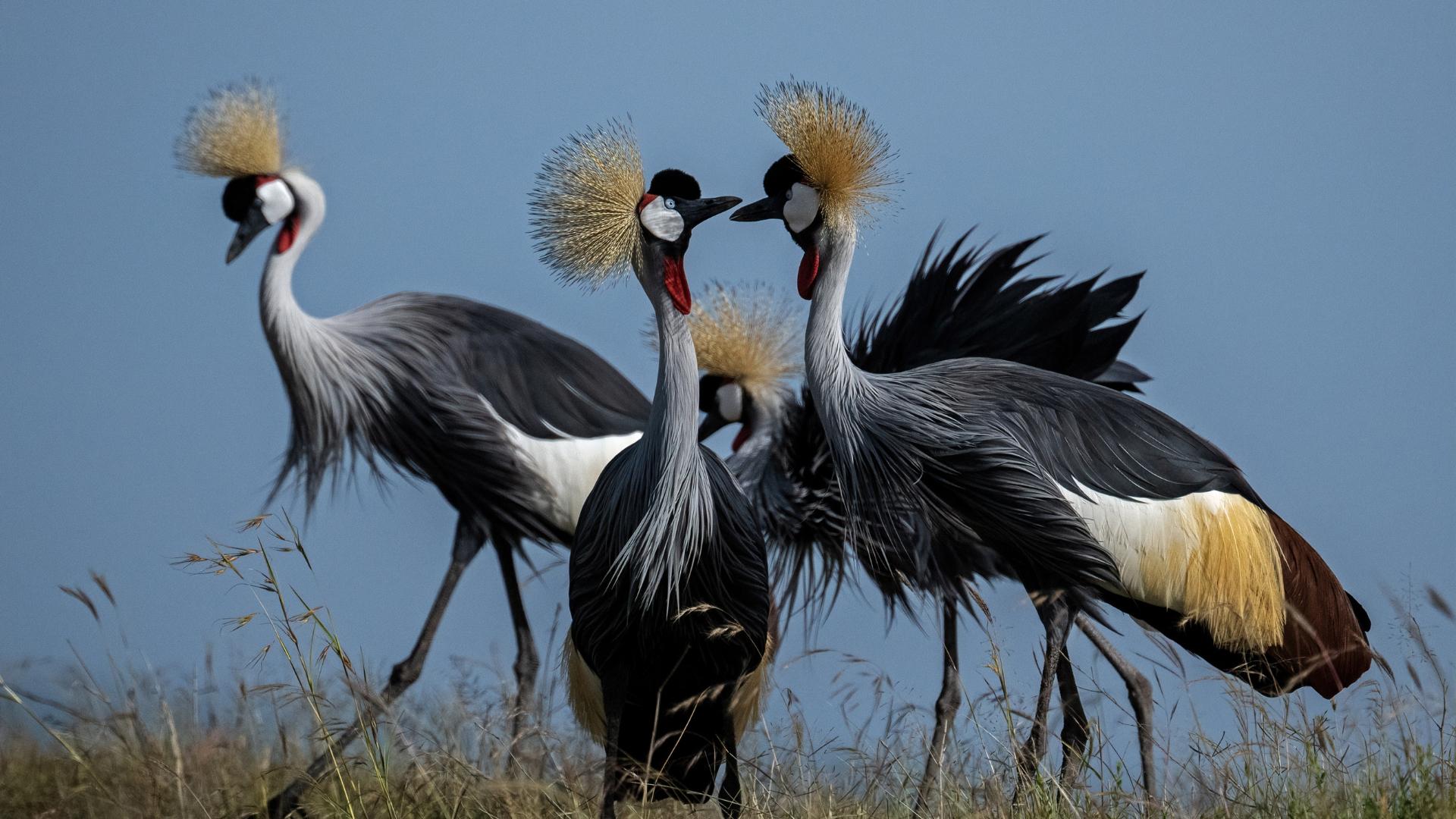 Crested Cranes