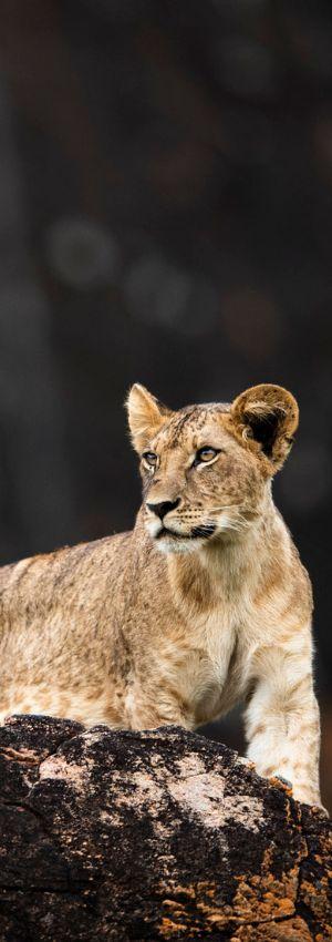 Lions of Lumo Safari