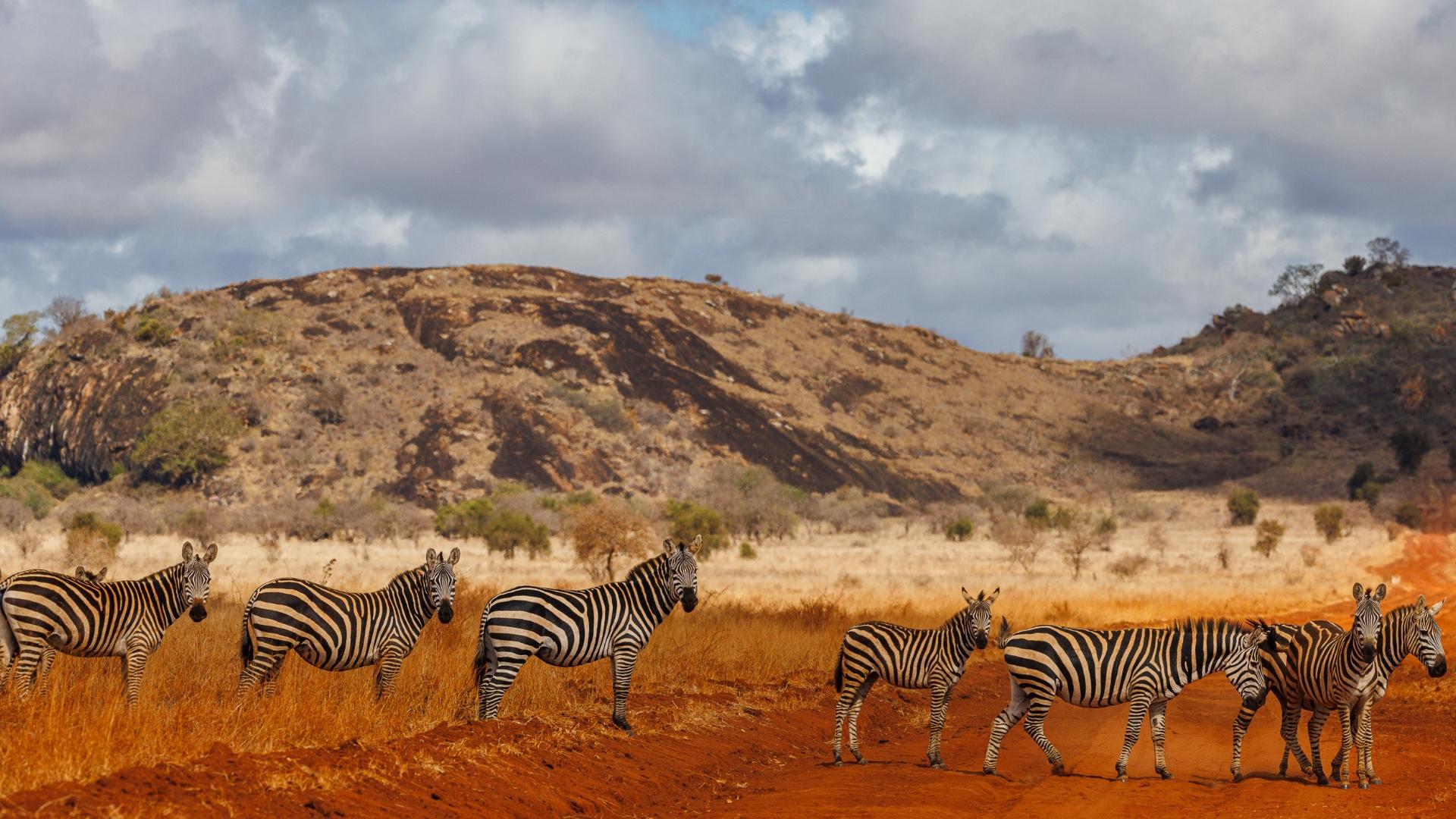 Zebras in Lumo