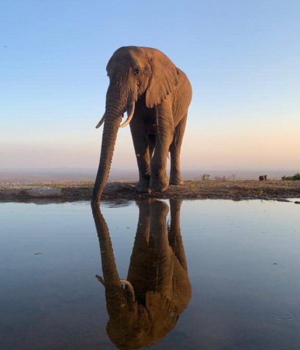 Elephant at Waterhole - Soroi Photographic Hide